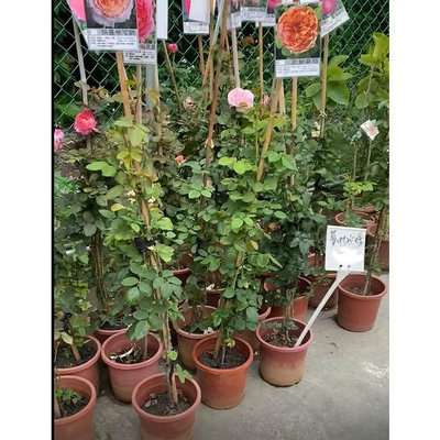 蔓性玫瑰7 吋盆2024/3月實物拍攝 綠化植物(42440)
