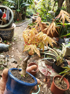 特殊的日本紅楓樹名字叫做赤鴨立澤，小品盆栽盆景，葉子很特別的紋路跟顏色，老粗頭造型漂亮便宜賣1650元超商取貨免運好種植