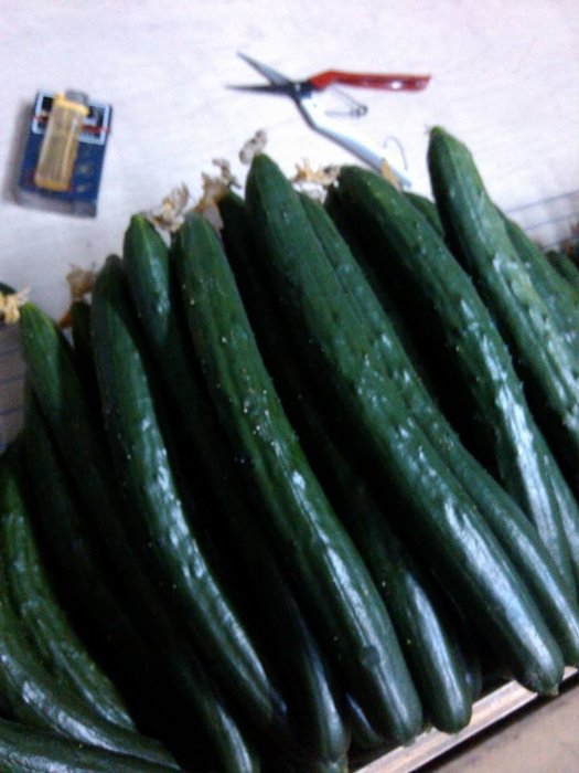 伊傳蔬果園無毒安全產地直銷新鮮現採小黃瓜花胡瓜1 5斤下標區 Yahoo奇摩拍賣