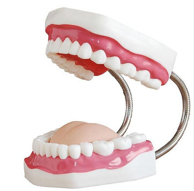 牙保健模型 大號口腔醫學護理刷牙指導 教學儀器牙列牙齒兒童