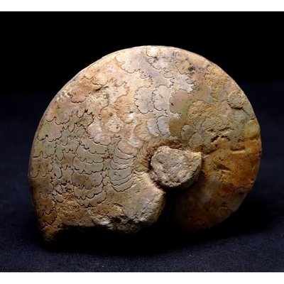 天然尼日利亞菊石化石巴斯克菊石化石古海洋生物化石原石動物標本凌雲閣化石隕石 促銷