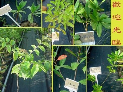 =豐穗農園= 台灣原生植物,,外來種,, 盆栽,, 樹苗,,   250多種類,,,,,,,,,,100元起~