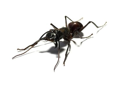 【熱賣精選】爪哇島原始雨林超大巨山蟻昆蟲標本珍藏