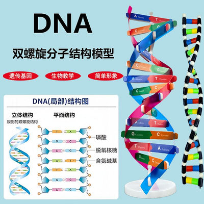 DNA雙螺旋結構模型小學科學初高中生物教學實驗器材分子結構模型