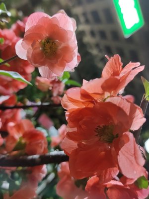 芯晨花園桃園三民店-寒梅 超美樹型 木瓜花 長壽梅 最後一盆 1/27實品拍攝
