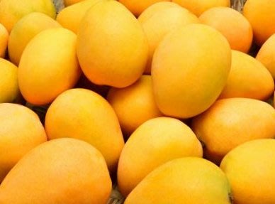 金蜜芒果開採了～安全用藥，無催熟 自然在欉黃才採10斤/含箱重5(7~8月)