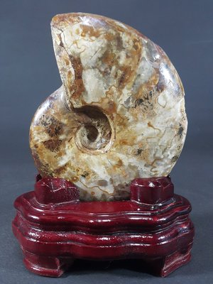 [銀九藝] 古生物 天然斑彩螺 松葉鸚鵡螺化石 13x10.5x3.1cm淨重~480g (d3)