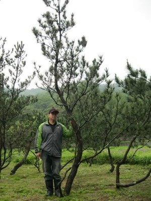 (青山園藝)黑松 頭徑約15~20cm 高度5~6米  真柏桂花油杉紫檀青楓含笑茶花琉球雪松