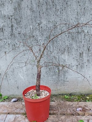 【石在好玩】 Operculicarya decaryi 列加氏漆樹