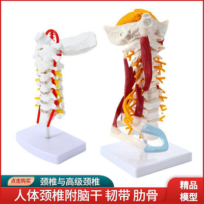 人體頸椎帶頸動脈后枕骨椎間盤韌帶與神經教學模型骨骼架模型