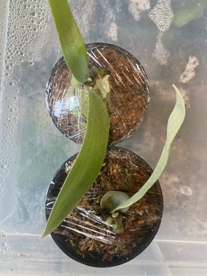 鹿角蕨Tonkla DW-側芽療癒植物-文青小品、蕨類植物、雨林植物-IG網紅-上板鹿角蕨-室內裝飾-觀葉-天南星科
