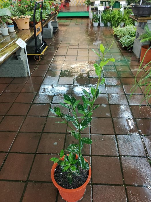 元茂園藝桃園愛買園區月桂樹足周年盆栽陽台即可種植 香料植物盆栽 Yahoo奇摩拍賣