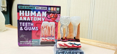 4D MASTER HUMAN模型牙齒-人體骨骼模型-醫學教學
