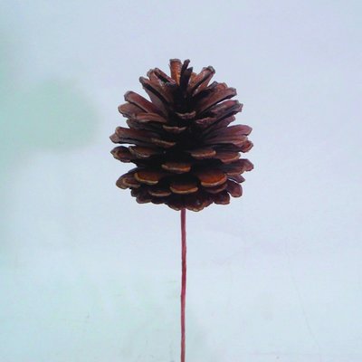 [勁果UJ]松毬2.5吋（附長柄）/cone/毬果/仿真植物/人造植物/假毬果/年節裝飾