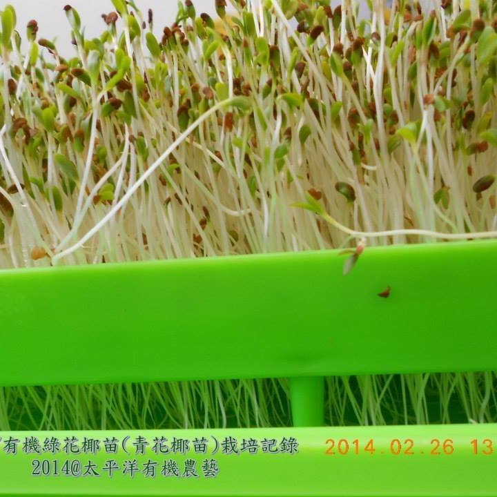 綠花椰種子 青花椰種子 西蘭花 青花菜 150g 可培育芽菜 綠花椰菜 紐西蘭 發芽率96 芽菜種子 芽苗菜種子 Yahoo奇摩拍賣