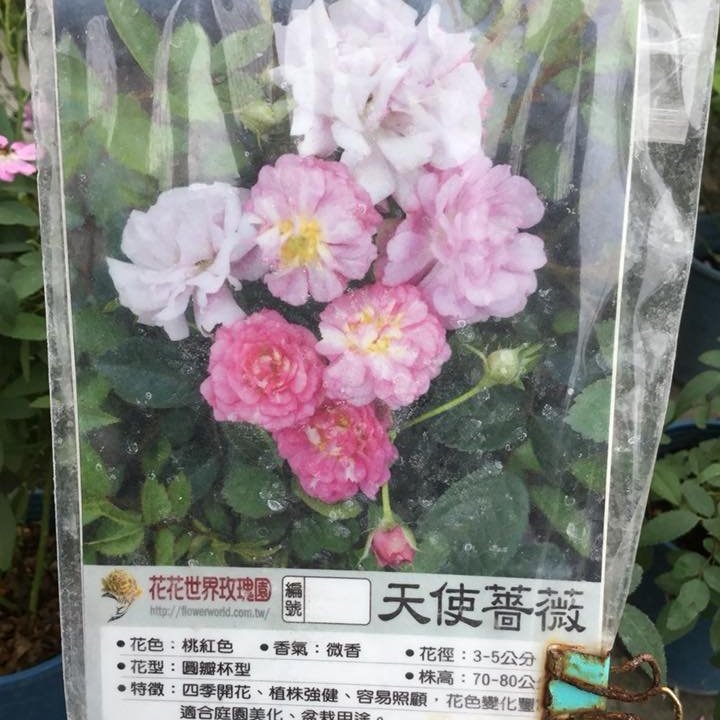 香草 花苗 天使薔薇 5吋 不含盆高15 25公分 可泡茶的玫瑰花瓣 花精靈植物的家 Yahoo奇摩拍賣