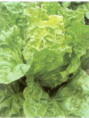【蔬菜種子S067】沙拉白菜~~生菜沙拉專用的白菜品種，甜脆可口又少纖維！