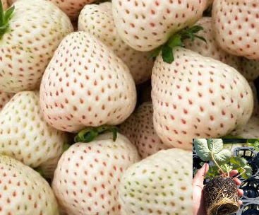 雪X白草莓2.5吋杯苗20顆（10月）