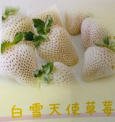 ╭☆東霖園藝☆╮草莓苗日系品種(白草莓)白雪天使   數量很少...冬天才有
