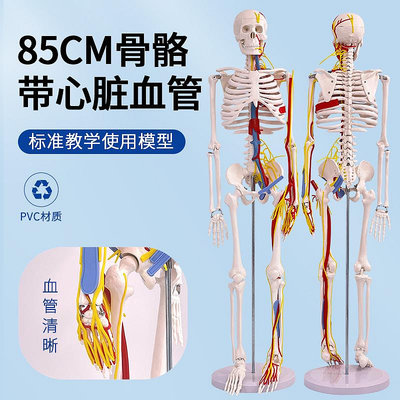 85CM高人體骨骼帶心臟與血管骨架模型全身骨架人體模型成人小骷髏
