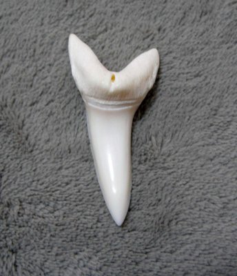 (馬加鯊嘴牙)5.6公分#7 馬加鯊魚牙!稀有未缺損.可當標本珍藏!