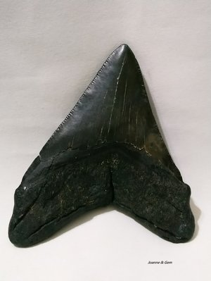 巨齒鯊牙化石-純黑牙10.7公分(4.2吋)( Carcharocles megalodon)~鯊魚牙中的夢幻逸品