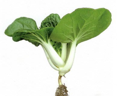 【野菜部屋~蔬菜種子~】F20 日本迷你奶油白菜種子50公克 , 植株矮壯 , 味甜品質佳 ~