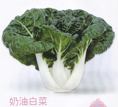 【蔬菜種子S471】奶油白菜~單株重250~300公克。纖維少，味甜，品質佳。生長期約52天，全年都可種植。