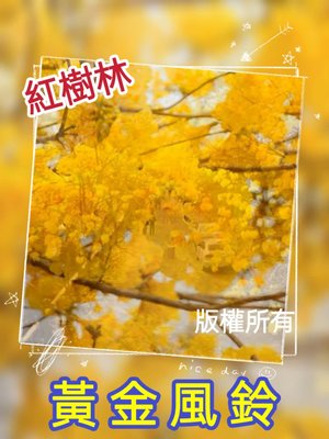 【紅樹林】黃金風鈴木種子~每份/45粒