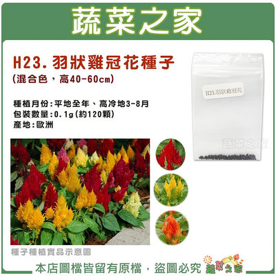 【蔬菜之家滿額免運】H23.羽狀雞冠花種子0.1克(約120顆) (混合色，高40~60cm.花卉種子)