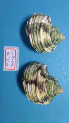(shelllin 貝殼林)  a050-0301 銀口嶸螺洗金品 45+mm/2pcs