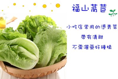 福山萵苣 福山A菜 大陸妹 小吃店燙青菜指定品種 種子區