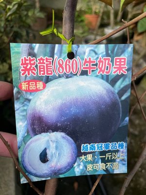 ╭＊田尾玫瑰園＊╯水果苗-(紫龍)牛奶果高5尺1500元