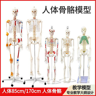 85CM人體骨骼帶神經帶椎間盤模型骨架附肌肉起止點著色及韌帶模型