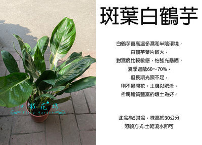 心栽花坊-斑葉白鶴芋/白鶴芋/5吋盆/綠化植物/室內植物/觀葉植物/售價600特價400
