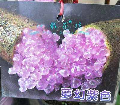 心栽花坊-紫色手指檸檬/夢幻紫色/嫁接苗/檸檬/售價900特價700