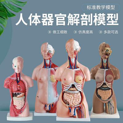 人體器官結構解剖模型兒童玩具內臟大腦心臟軀干模特教學拆卸拼圖