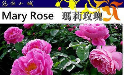 瑪莉 Mary Rose。悠遊山城(創始店)5-6吋盆玫瑰~特價250