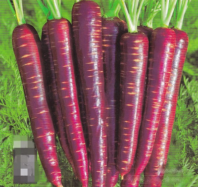 【大包裝蔬菜種子L201】紫霧胡蘿蔔，這是得獎的品種，很甜，種植70天可收成！