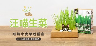 【阿肥寵物生活】汪喵星球DogCatStar 貓草新鮮栽培盒-貓咪生菜 3入 貓草