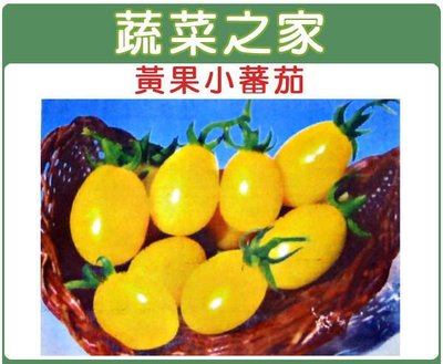【蔬菜之家滿額免運】G21.黃果小番茄種子7顆(短橢圓型果，果皮黃色。蔬菜種子)