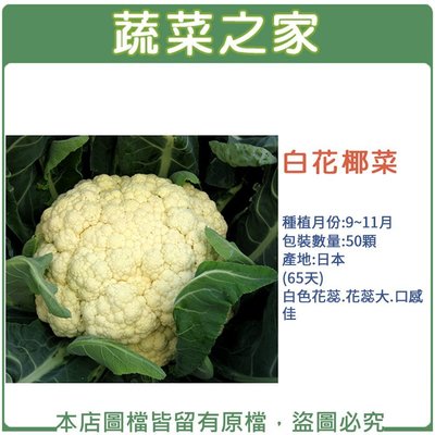 【蔬菜之家滿額免運】B03.白花椰菜 種子50顆(白色花蕊.花蕊大.口感佳.蔬菜種子)
