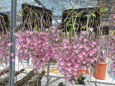 6吋蛇木版植天宮石斛蘭(櫻花) 瀑布蘭，滿版種植成熟版花，新芽強勢生長中，買1送10。
