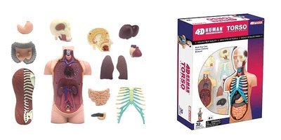 4D MASTER  拼裝 玩具 人體 各器官 拼裝 模型 教學 教材 ~ 萬能百貨