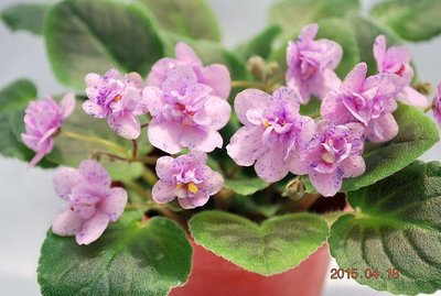 堤緣花語陶-淨化室內空氣植物-非洲紫羅蘭 Sweet Amy Sue