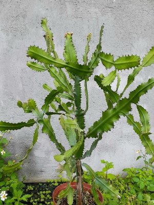 【石在好玩】Euphorbia bougheyi 葉麒麟