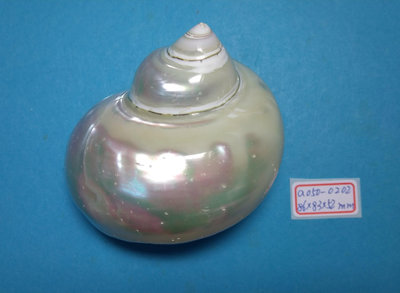 (shelllin 貝殼林)  a050-0202  夜光嶸螺磨光品 (86*83*52 mm)