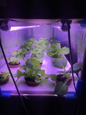 大功率4尺(120公分)單燈條，LED全光譜植物燈18瓦，1800流明，適用於蔬菜育苗花卉(多肉)溫室及室內補光使用，