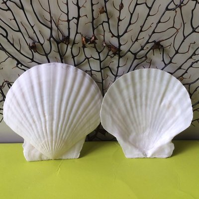 天然海螺貝殼 白扇貝 白燒烤扇貝殼 繪畫扇貝 貼墻魚缸5-7cm,特價