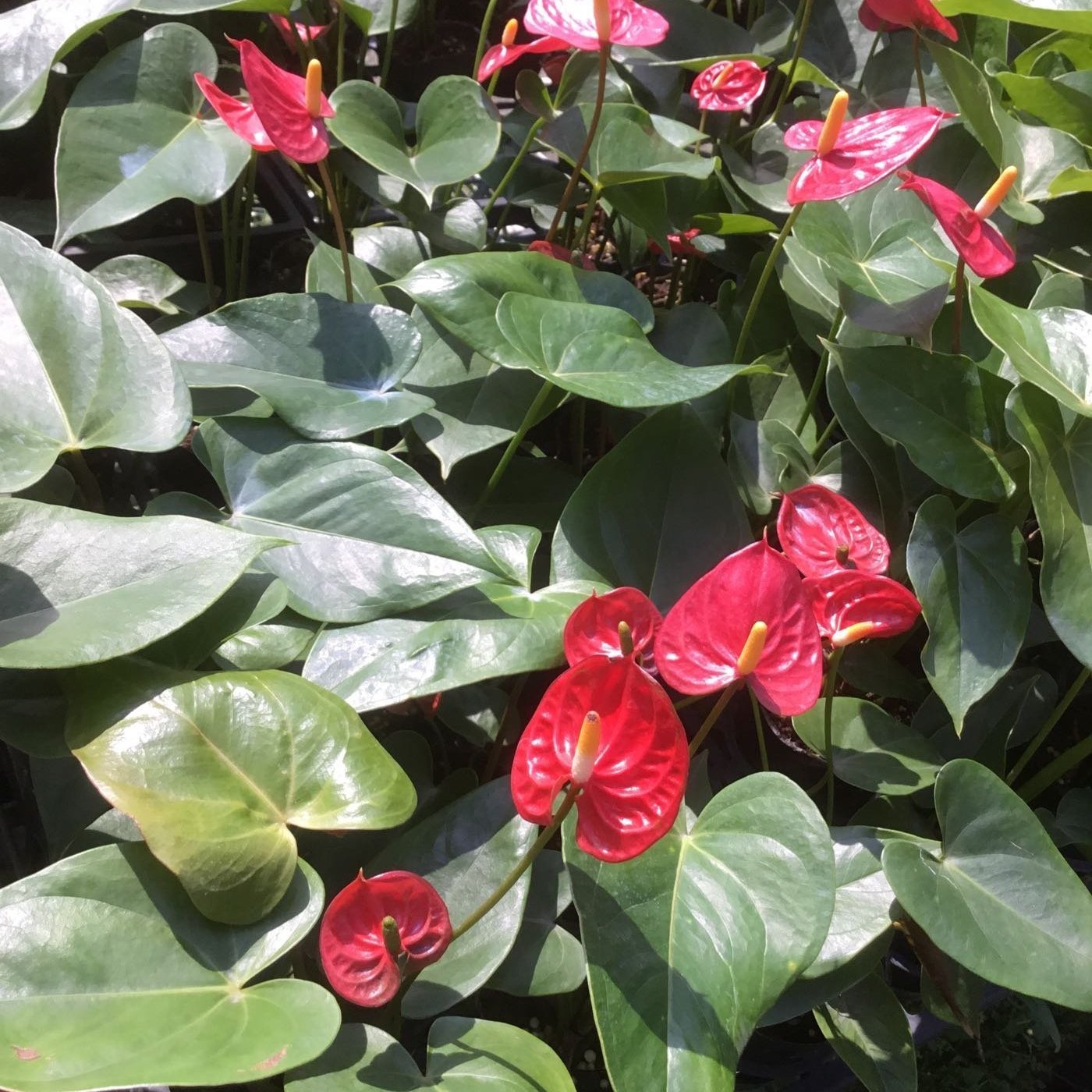 室內 切花 多年草本植物 火鶴花 紅 3吋盆 高5 15公分 觀賞性質佳耐陰 花精靈植物的家 Yahoo奇摩拍賣